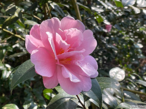 Camellia japonica Fire 'n Ice